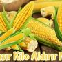 Mısır Kilo Aldırır mı?  Zayıflatır mı? Kalorisi ve Besin Değerleri